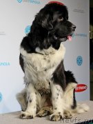 Превью фото № 141436