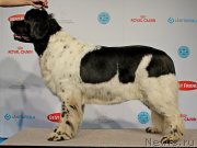 Превью фото № 141438