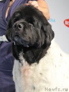 Превью фото № 141442