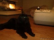 Превью фото № 141466