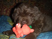 Превью фото № 141522