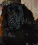 Превью фото № 141629