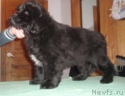 Превью фото № 141646