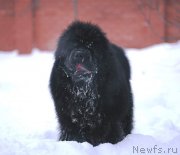 Превью фото № 141706