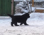 Превью фото № 141707