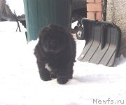 Превью фото № 141708