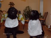 Превью фото № 141709