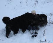 Превью фото № 141716