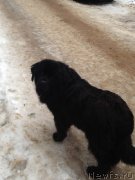 Превью фото № 141724