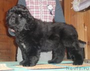 Превью фото № 141733