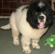 Превью фото № 141736