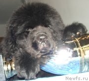 Превью фото № 141739