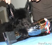 Превью фото № 141740