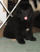 Превью фото № 141741