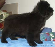 Превью фото № 141743