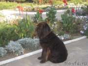 Превью фото № 141773