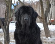 Превью фото № 141785