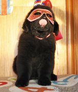 Превью фото № 141858