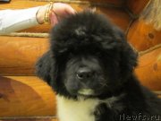 Превью фото № 141861