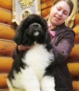 Превью фото № 141863