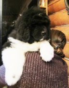 Превью фото № 141867