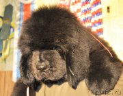 Превью фото № 141880