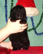 Превью фото № 141905