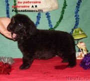 Превью фото № 141908