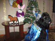 Превью фото № 141909