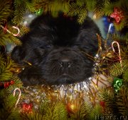 Превью фото № 141910