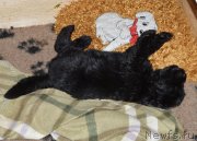 Превью фото № 141926