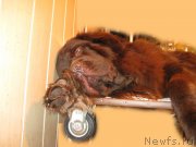 Превью фото № 141929