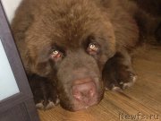 Превью фото № 141949