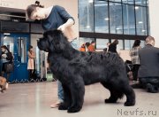 Превью фото № 141976