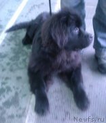 Превью фото № 141980