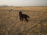 Превью фото № 141986