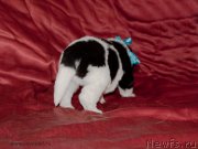 Превью фото № 142015