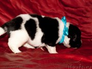 Превью фото № 142016