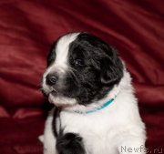 Превью фото № 142018