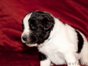 Превью фото № 142020