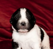 Превью фото № 142022