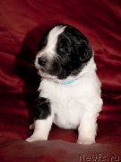 Превью фото № 142023