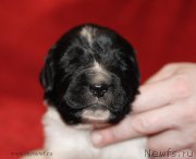 Превью фото № 142097