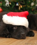 Превью фото № 142159