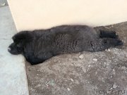 Превью фото № 142278