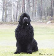 Превью фото № 142282