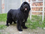 Превью фото № 142284