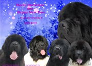 Превью фото № 142356