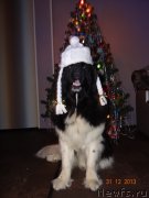 Превью фото № 142370