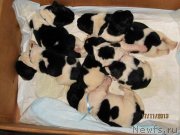 Превью фото № 142390